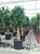 Фикус Нитида - Ficus Nitida D70 H340