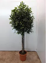 Фикус Бенджамина Нитида штамб - Ficus benjamina Nitida D34 H220