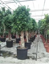 Фикус Бенджамина Нитида штамб - Ficus benjamina Nitida D70 H320