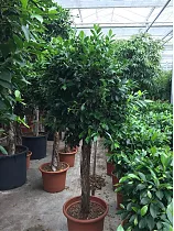 Фикус Бенджамина Нитида штамб - Ficus benjamina Nitida D50 H220