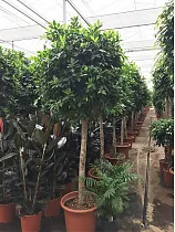 Фикус Бенджамина Нитида штамб - Ficus benjamina Nitida D55 H250