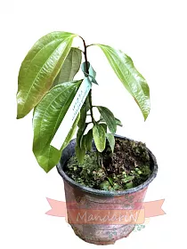 Кориица - Cinnamomum verum D12 H25