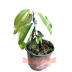 Кориица - Cinnamomum verum D12 H25