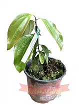 Кориица - Cinnamomum verum D12 H25