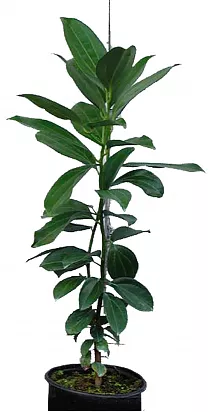 Кориица - Cinnamomum verum D17 H70
