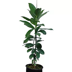 Кориица - Cinnamomum verum D17 H70