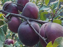 Абрикос Черный - Prunus armeniaca Black 3-5 ltr, 100-180см
