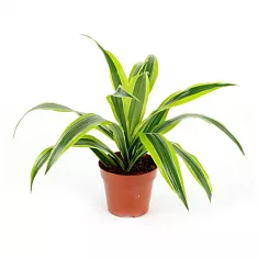 Драцена Лемон Лайм - Dracaena fr. Lemon Lime D9 H20