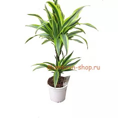 Драцена Лемон Лайм - Dracaena fr. Lemon Lime D20 H70