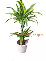 Драцена Лемон Лайм - Dracaena fr. Lemon Lime D20 H70