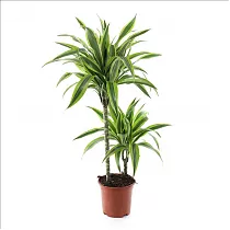 Драцена Лемон Лайм - Dracaena fr. Lemon Lime D21 H100