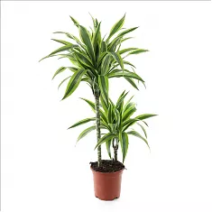 Драцена Лемон Лайм - Dracaena fr. Lemon Lime D21 H100