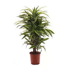 Драцена Лемон Лайм - Dracaena fr. Lemon Lime D25 H120