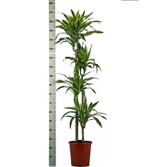 Драцена Лемон Лайм- Dracaena fr. Lemon Lime D28 H175