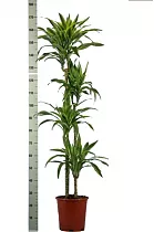 Драцена Лемон Лайм- Dracaena fr. Lemon Lime D28 H175