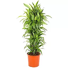 Драцена Лемон Лайм куст - Dracaena fr. Lemon Lime D35 H180