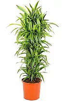 Драцена Лемон Лайм куст - Dracaena fr. Lemon Lime D35 H180