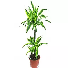 Драцена Лемон Лайм- Dracaena fr. Lemon Lime D30 H120