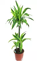 Драцена Лемон Лайм- Dracaena fr. Lemon Lime D30 H120