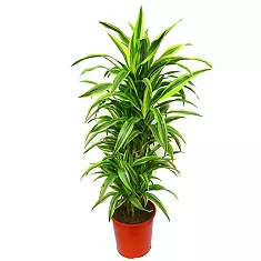 Драцена Лемон Лайм куст - Dracaena fr. Lemon Lime D30 H140