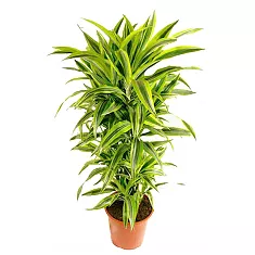 Драцена Лемон Лайм куст - Dracaena fr. Lemon Lime D40 H150