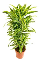 Драцена Лемон Лайм куст - Dracaena fr. Lemon Lime D40 H150