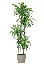 Драцена Лемон Лайм- Dracaena fr. Lemon Lime D30 H150