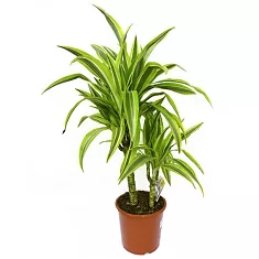 Драцена Лемон Лайм - Dracaena fr. Lemon Lime D20 H80