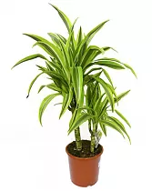 Драцена Лемон Лайм - Dracaena fr. Lemon Lime D20 H80