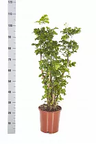 Полисциас курчавый - Polyscias crispatum 'Raffles' D21 H100