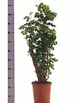 Полисциас курчавый - Polyscias crispatum 'Raffles' D24 H110