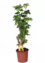 Полисциас курчавый - Polyscias crispatum 'Raffles' D21 H80