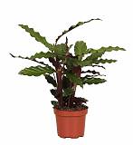 Калатея Руфибарба - Calathea rufibarba  D9 H30