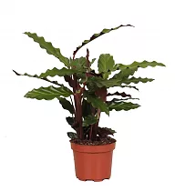 Калатея Руфибарба - Calathea rufibarba  D9 H30