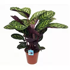 Калтея Медальон - Calathea roseopicta D15 H60