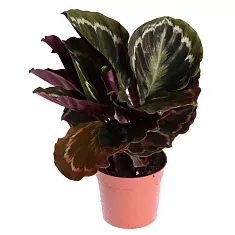 Калатея Медальон - Calathea roseopicta D12 H40