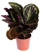 Калатея Медальон - Calathea roseopicta D12 H40