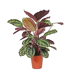Калатея Медальон - Calathea roseopicta D25 H110