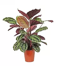 Калатея Медальон - Calathea roseopicta D25 H110