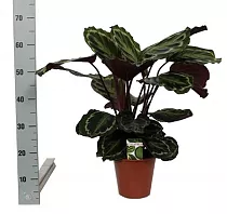 Калатея Медальон - Calathea roseopicta D17 H70