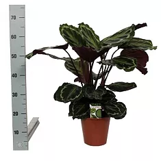 Калатея Медальон - Calathea roseopicta D17 H70