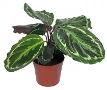 Калатея Медальон - Calathea roseopicta D9 H30