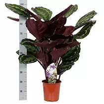 Калатея Медальон - Calathea roseopicta D24 H100