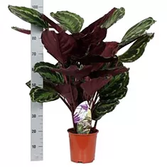 Калатея Медальон - Calathea roseopicta D24 H100