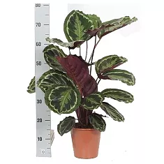 Калатея Медальон - Calathea roseopicta D20 H80