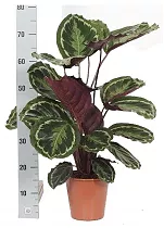 Калатея Медальон - Calathea roseopicta D20 H80