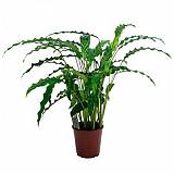 Калатея Руфибарба - Calathea rufibarba  D12 H30