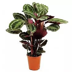 Калатея Медальон - Calathea roseopicta D24 H90