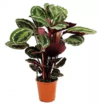 Калатея Медальон - Calathea roseopicta D24 H90