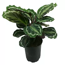 Калатея Медальон - Calathea roseopicta D12 H50